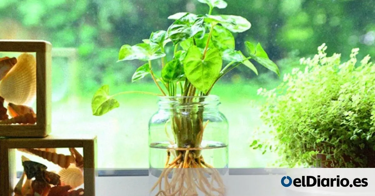 ¿Le hace mal el agua con acrílico a una planta? - Qué pintura se puede usar dentro de un acuario le hace mal agua con acrilico a una planta - Qué pintura se puede usar dentro de un acuario