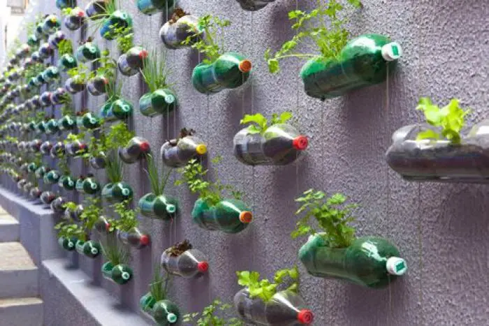 jardin vertical de plastico - Qué plantas se pueden poner en un jardín vertical