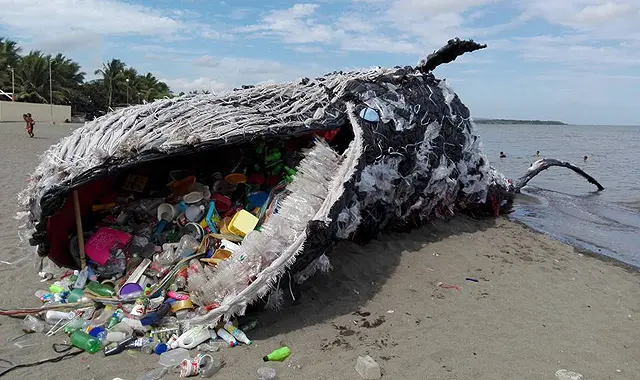 ballenas afectados por el plastico - Qué pone en peligro a las ballenas