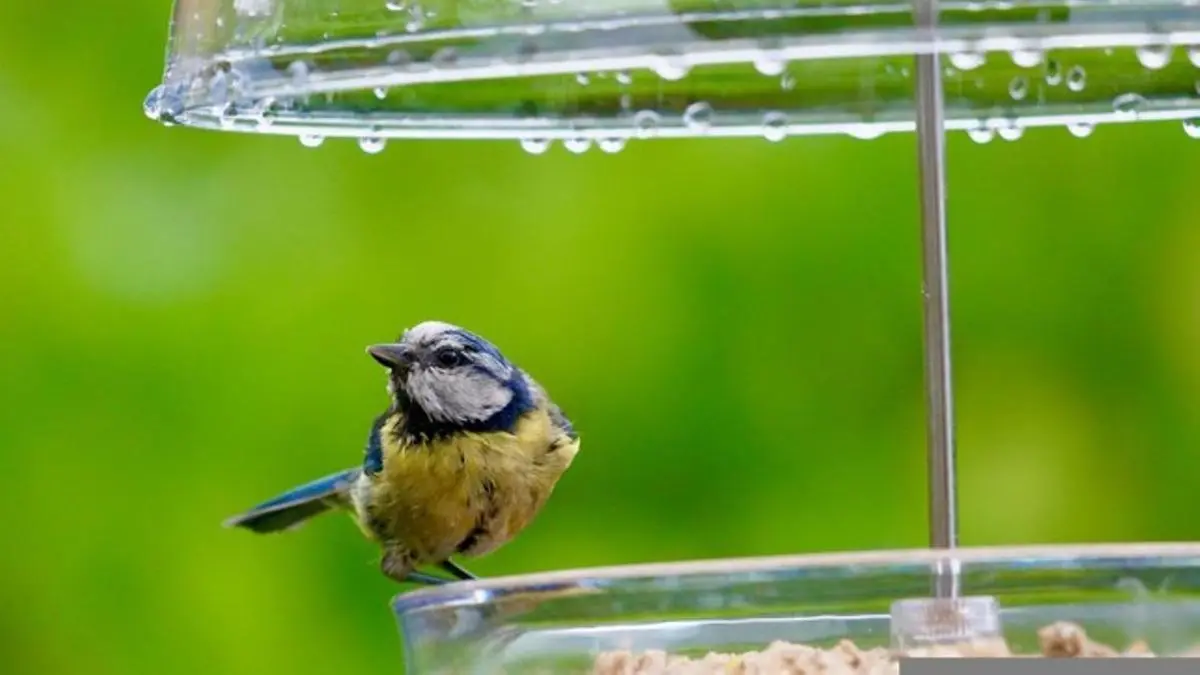 como hacer un comedero para aves con botellas de plastico - Qué poner en un comedero para pájaros