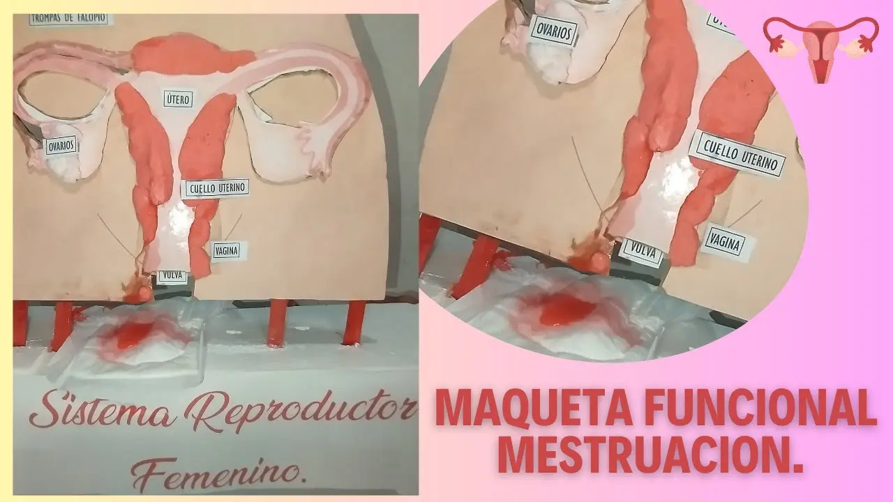 aparato reproductor femenino plastico - Qué protege al aparato reproductor femenino