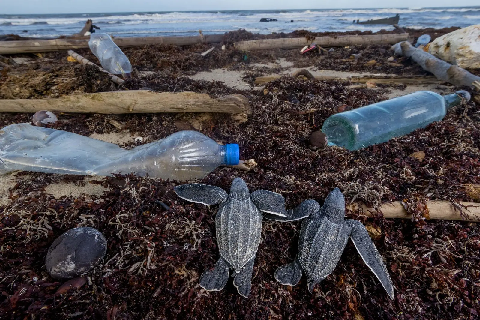 la ruta del plastico national geographic - Que se entiende por ruta del plástico