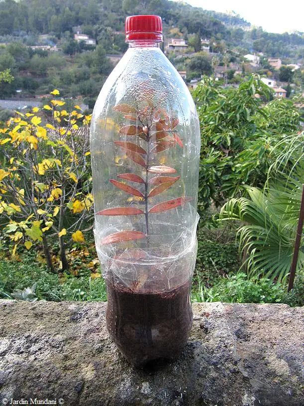 esquejes en botellas de plastico - Que se le pone al agua para enraizar esquejes