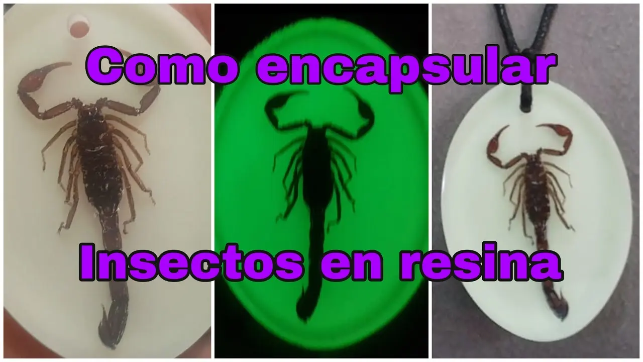 colocar insectos en acrilico - Que se puede encapsular en resina