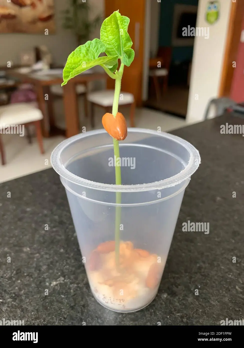 germinacion en vaso de plastico - Qué semilla germina más rápido para niños