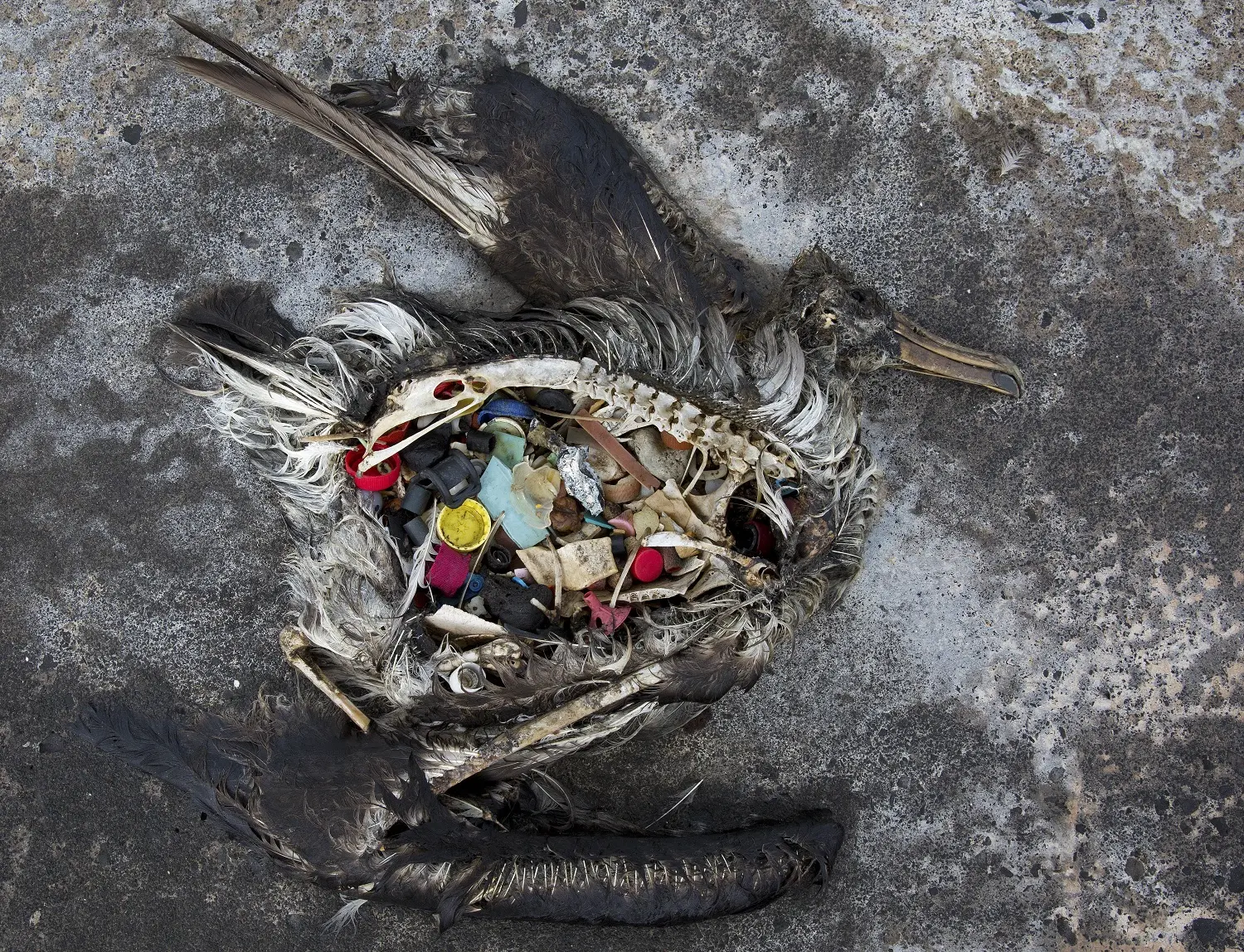 Aves marinas muertas por plástico marino: una triste realidad - Qué sucede con los animales marinos y algunas aves por la contaminación del agua aves marinas muertas por plastico marno - Qué sucede con los animales marinos y algunas aves por la contaminación del agua