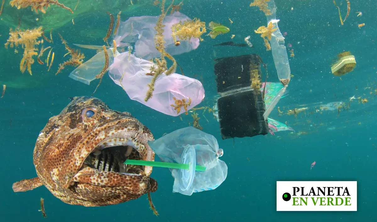 mas plastico que peces - Qué tanto plástico hay en el mar