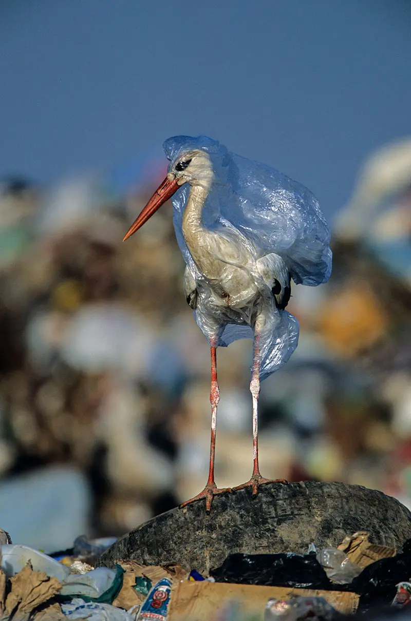 animales contaminacion plastico - Qué tipo de animales atrae la basura