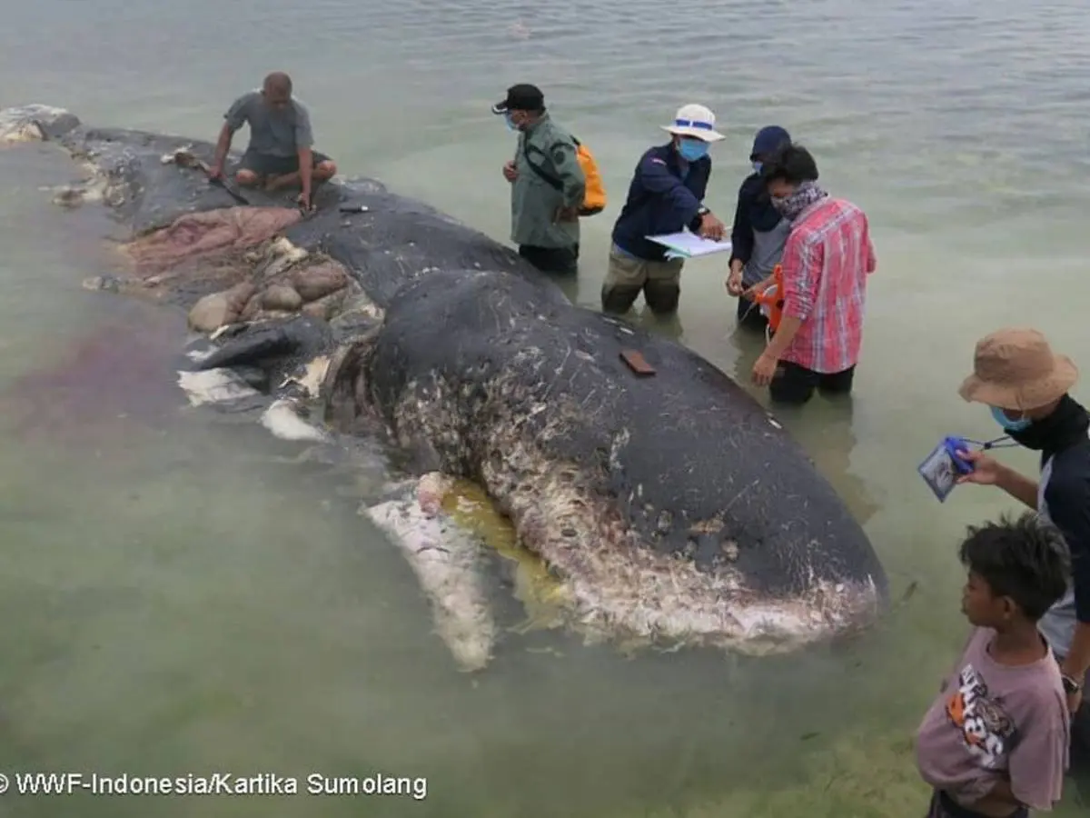 Ballena encontrada muerta con plástico dentro: Un trágico recordatorio de la contaminación - Quién quedó atrapado dentro de una ballena ballena encontrada muerta con plastico dentro - Quién quedó atrapado dentro de una ballena